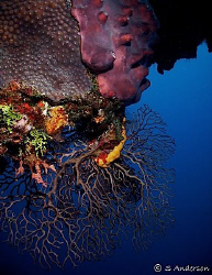 This photo shows more evidence of the reef life that cont... by Steven Anderson 